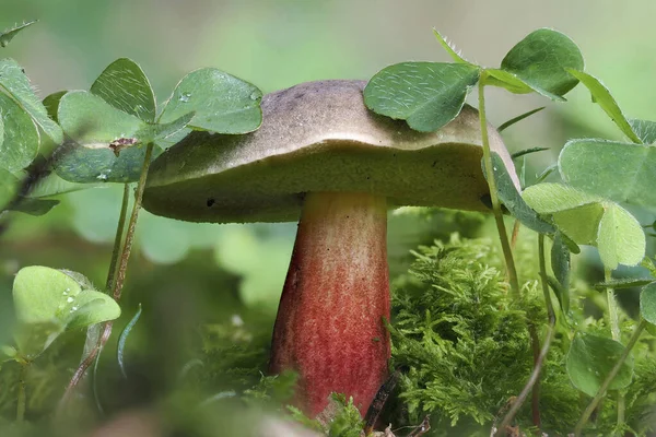 Красно Трещины Bolete Xerocomellus Chrysenteron Является Съедобным Грибом Сложенный Макрос — стоковое фото