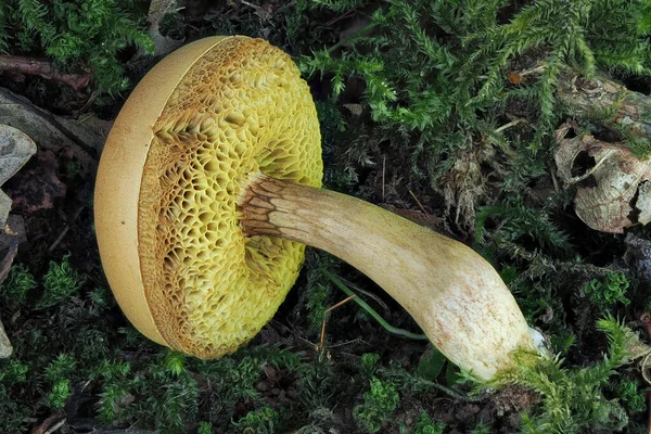 Der Xerocomus Ferrugineus Ist Ein Essbarer Pilz Gestapelt Makrofoto — Stockfoto