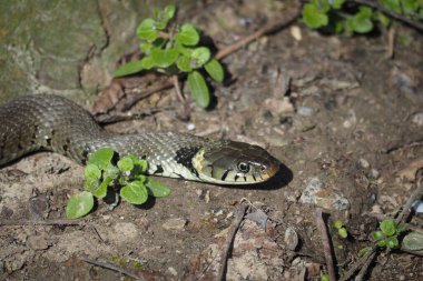 Almanya 'da Rhein yakınlarında bulunan çim yılanı (Natrix natrix), çok güzel bir fotoğraftır.