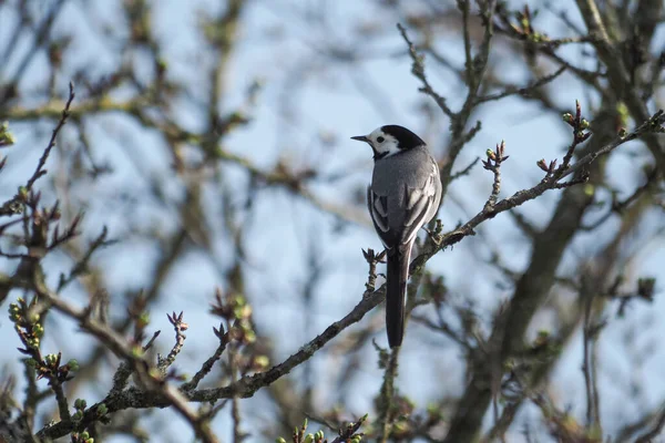 白色的壁虎尾巴 Motacilla Alba 坐在枝条上 照片很好看 — 图库照片