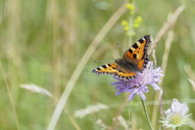 Küçük kaplumbağa kabuğu (Aglais urticae) renkli bir Avrasya kelebeği türüdür.