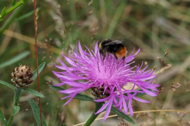 Büyük bahçe yaban arısı veya yabanarısı (Bombus ruderatus), güzel bir fotoğraf