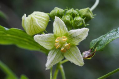 Bryonia dioica, bilinen adıyla kırmızı bryony ve beyaz bryony, ayrıca İngiliz mandrake veya kadın mührü. Güzel bir fotoğraf.