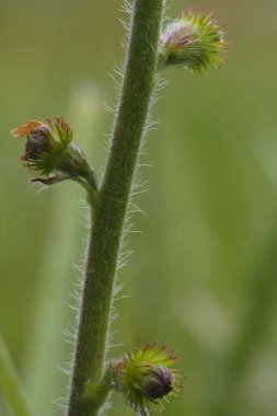 Orta Avrupa 'dan belirsiz bir çiçeğin güzel bir resmi, güzel bir fotoğraf.