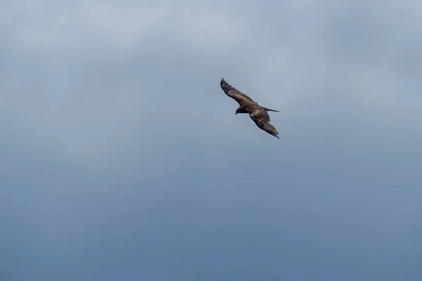 Der Greifvogel Mäusebussard Buteo Buteo Schönes Foto — Stockfoto