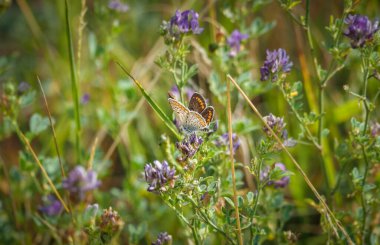Mavi kelebek (Polyommatus icarus), kelebekgiller (Lycaenidae) familyasından bir kelebek türü. Güzel bir fotoğraf.