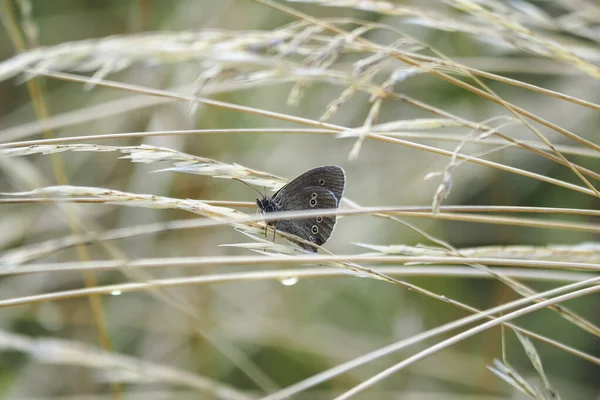 Ringlet Aphantopus Hyperantus Είναι Πεταλούδα Της Οικογένειας Των Νυμφαλιδών Όμορφη — Φωτογραφία Αρχείου