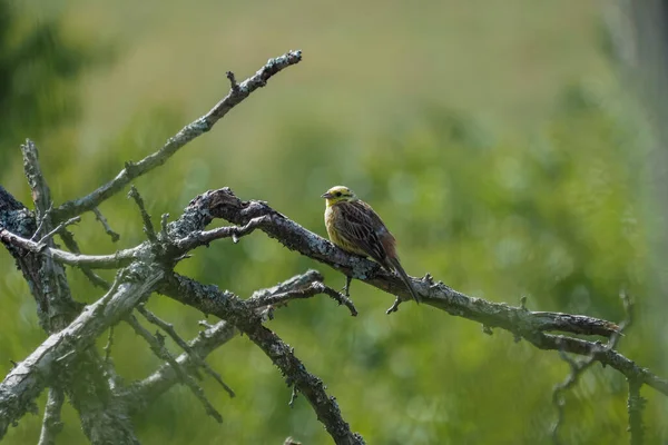 Emberiza Citrinella 是一种原产于欧亚大陆的番石榴属鸟类 美丽的照片 — 图库照片