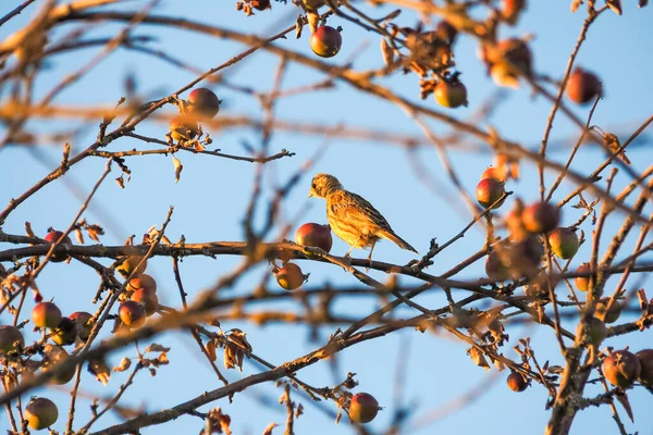 Emberiza Citrinella Una Especie Ave Paseriforme Familia Las Asteráceas Nativa —  Fotos de Stock