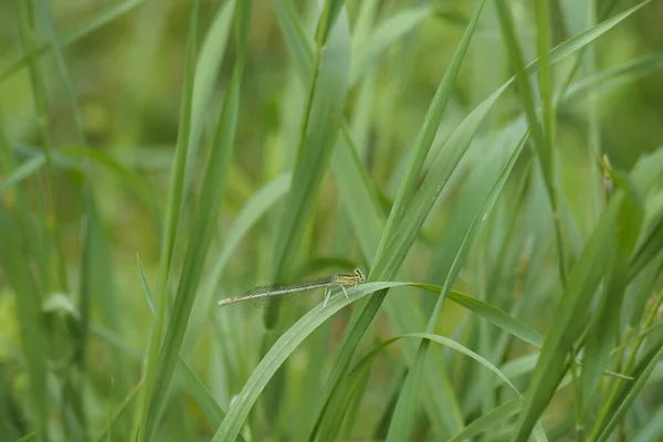 Mosca Damisela Patas Blancas Pata Pluma Azul Platycnemis Pennipes Una — Foto de Stock