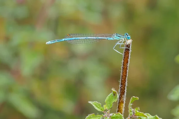 Mosca Damisela Patas Blancas Pata Pluma Azul Platycnemis Pennipes Una — Foto de Stock