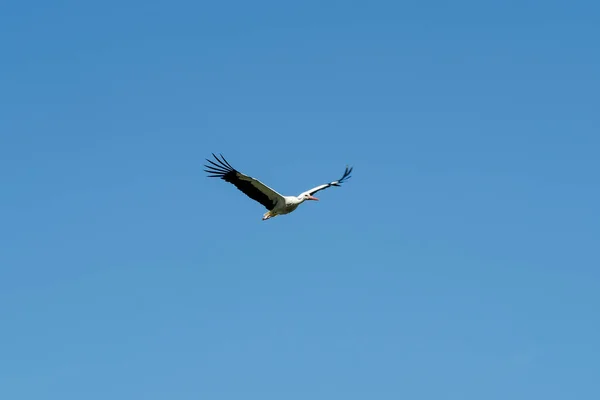 Den Vita Storken Ciconia Ciconia Stor Fågel Storkfamiljen Ciconiidae Vacker — Stockfoto