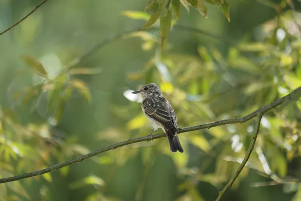 斑点捕猎者 Muscicapa Striata 是旧大陆捕猎者家族中的一种小型帕萨里鸟 美丽的照片 — 图库照片