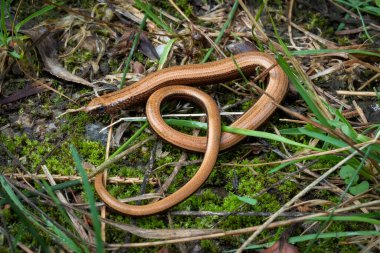 Angius fragilis (Angius fragilis), fotoğraf