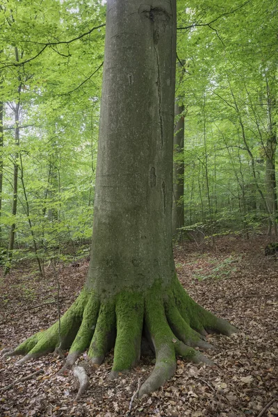 Vieux Hêtre Aux Racines Massives Allemagne Une Belle Photo — Photo