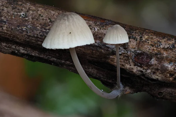 Ein Schönes Bild Eines Unbestimmten Pilzes Aus Mitteleuropa Ein Interessantes — Stockfoto