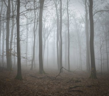 Sisteki ağaçların güzel bir resmi, güzel bir fotoğraf.