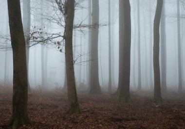 Sisteki ağaçların güzel bir resmi, güzel bir fotoğraf.