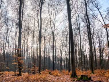 Ormanın güzel bir resmi, güzel bir fotoğraf.