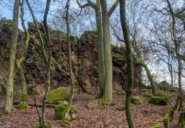 Ormanın güzel bir resmi, güzel bir fotoğraf.