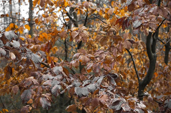 Uma Bela Imagem Folhas Faia Inverno Uma Bela Foto — Fotografia de Stock