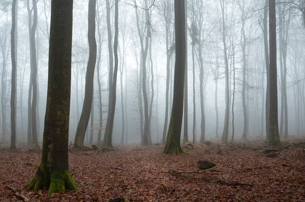 Sisteki ağaçların güzel bir resmi, güzel bir fotoğraf.