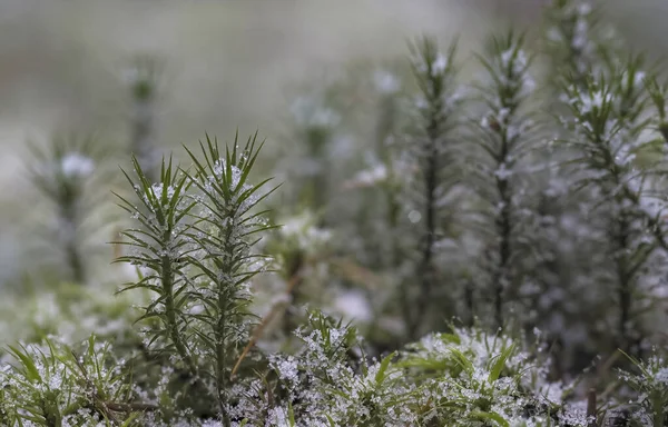 一张雪中苔藓的美丽照片一张漂亮的照片 — 图库照片