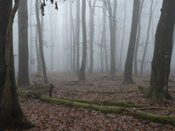 Une Belle Image Arbres Dans Brume Une Belle Photo — Photo