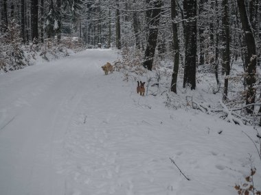 Arkadaşım Dschini 'den güzel bir fotoğraf, ilginç bir fotoğraf.