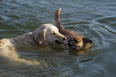 Arkadaşım Dschini & Emmi 'den güzel bir fotoğraf, ilgi çekici bir fotoğraf.