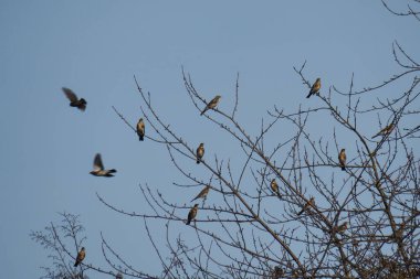 Turdus pilaris, Turdidae familyasından bir kuş türü. Çekici bir fotoğraf.