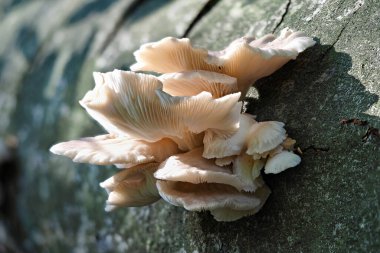 Soluk İstiridye (Pleurotus pulmonarius) yenilebilir bir mantar türüdür.