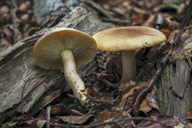Tricholomopsis rutilans, Avrupa ve Kuzey Amerika 'da bulunan solungaçlı mantar türüdür (İngilizce: Tricholomopsis rutilans). Çekici bir fotoğraf.
