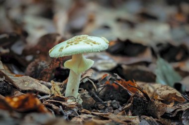 Amanita citrina, commonly known as the false death cap, or citron amanita, is a basidiomycotic mushroom, one of many in the genus Amanita. , an intresting photo