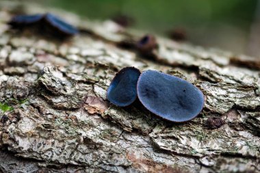 Bulgaria inquinans is a fungus in the family Bulgariaceae. It is commonly known by the name black bulgar and Black Jelly Drops. , an intresting photo