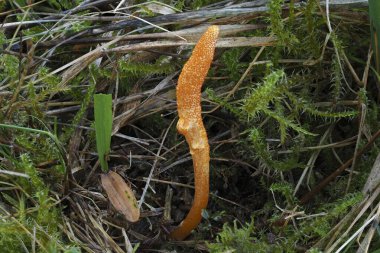 Kızıl Tırtıl Kulübü (Cordyceps militaris) yenilebilir bir mantar türüdür.
