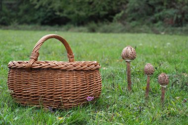 Macrolepiota procera, şemsiye mantarı, şemsiyeye benzeyen büyük ve belirgin meyveli bir mantardır. Çekici bir fotoğraf.