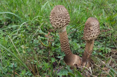 Macrolepiota procera, şemsiye mantarı, şemsiyeye benzeyen büyük ve belirgin meyveli bir mantardır. Çekici bir fotoğraf.