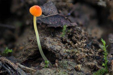 The Orange Bonnet (Mycena acicula) is an inedible mushroom , an intresting photo