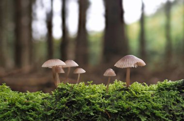 Mycena cinsinden belirsiz bir mantar, ilgi çekici bir fotoğraf.