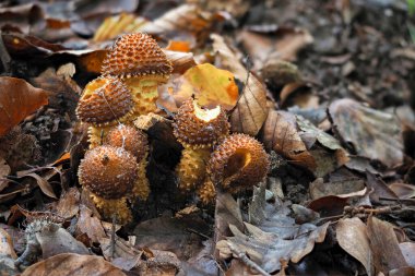 Pholiota squarrosa, commonly known as the shaggy scalycap, the shaggy Pholiota, or the scaly Pholiota, is a species of mushroom in the family Strophariaceae. , an intresting photo