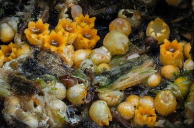 The Sphaerobolus stellatus is an inedible mushroom , an intresting photo clipart