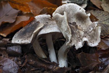 The Tricholoma spuarrulosum is an edible mushroom , an intresting photo