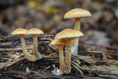 Yaygın Rustgill (Gymnopilus penetrans) yenilemez bir mantar türüdür.