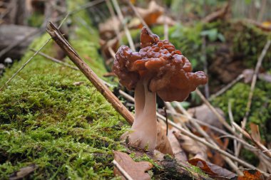 Kapüşonlu sahte morel (Gyromitra infula) ölümcül zehirli bir mantardır.