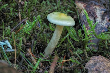 The Larch Woodwax (Hygrophorus lucorum) is an edible mushroom , an intresting photo clipart