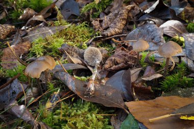 Lyophyllum Boudieri yenilemez bir mantar, ilgi çekici bir fotoğraf.