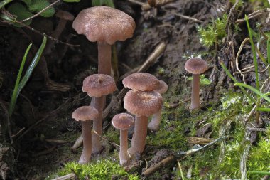 The Rosy Navel (Contumyces Rosellus) yenilemez bir mantar türüdür.
