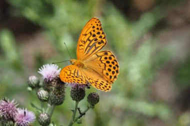Gümüş kaplama (Argynnis paphia) yaygın ve değişken bir kelebektir.