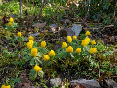 Eranthis hyemalis, Ranunculaceae familyasından çiçek açan bir bitki türüdür.